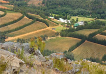 Photo depicting the Wellington vineyards with Sneeukop and the Hawequa mountains in the background